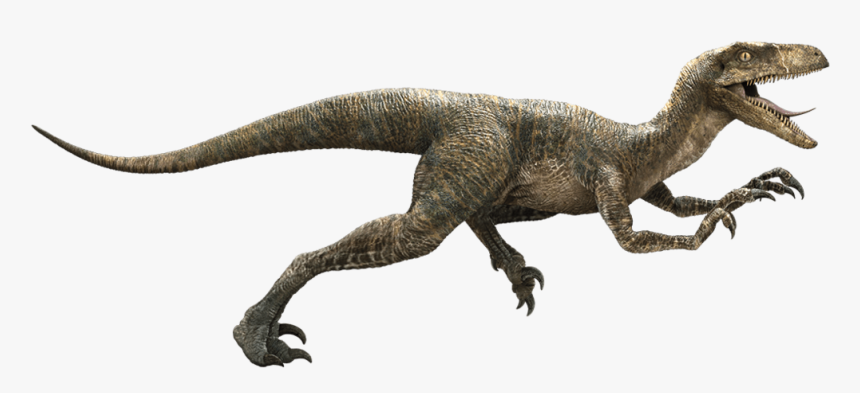 Jurassic Park Velociraptor Deinonychus Late Cretaceous - Raptor Dinosaur, HD Png Download