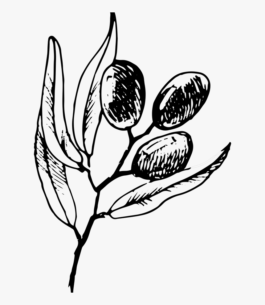 Olive Branch, HD Png Download