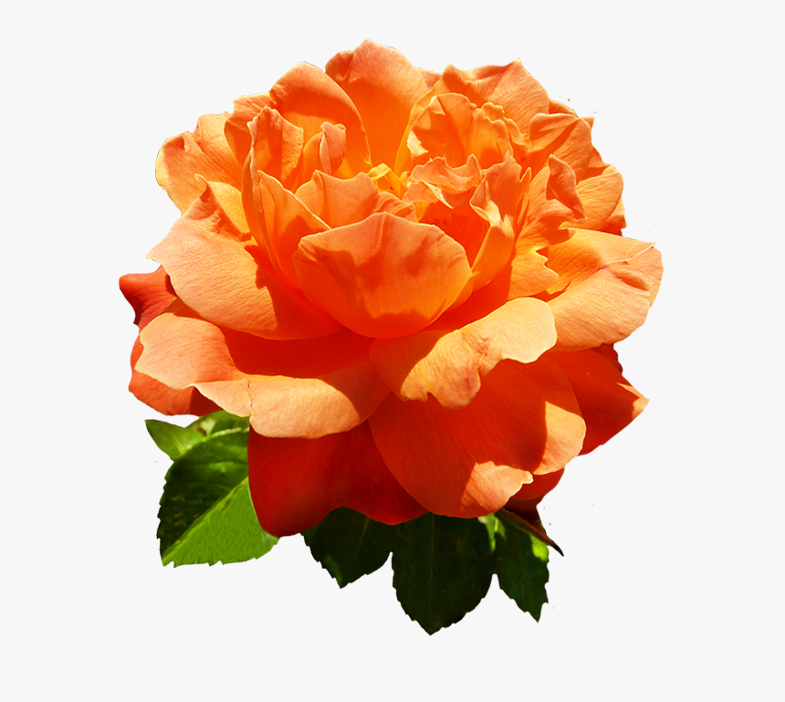 Head Of Orange Rose Flower - Orange Rose Flower Png, Transparent Png