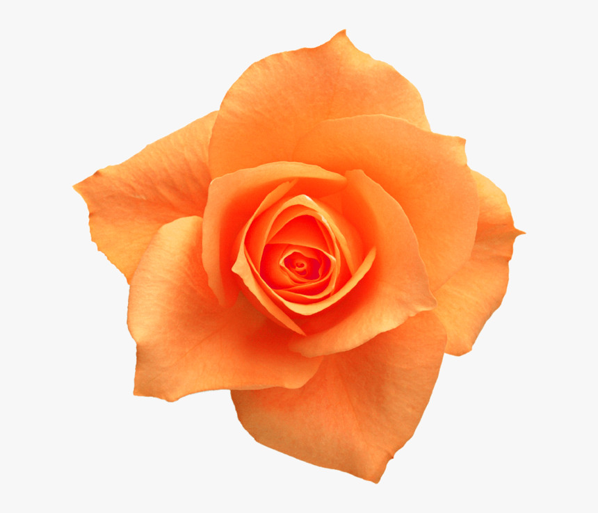 Rose Yellow Flower Clip Art - Orange Rose Png, Transparent Png