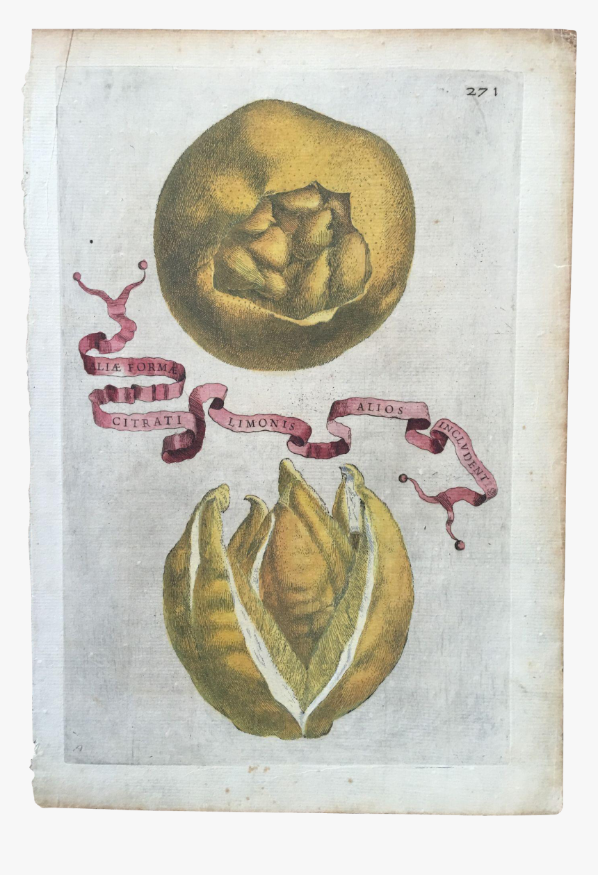 Antique 1646 Ferrari Botanical Lemon Citrus Engraving - Creative Arts, HD Png Download