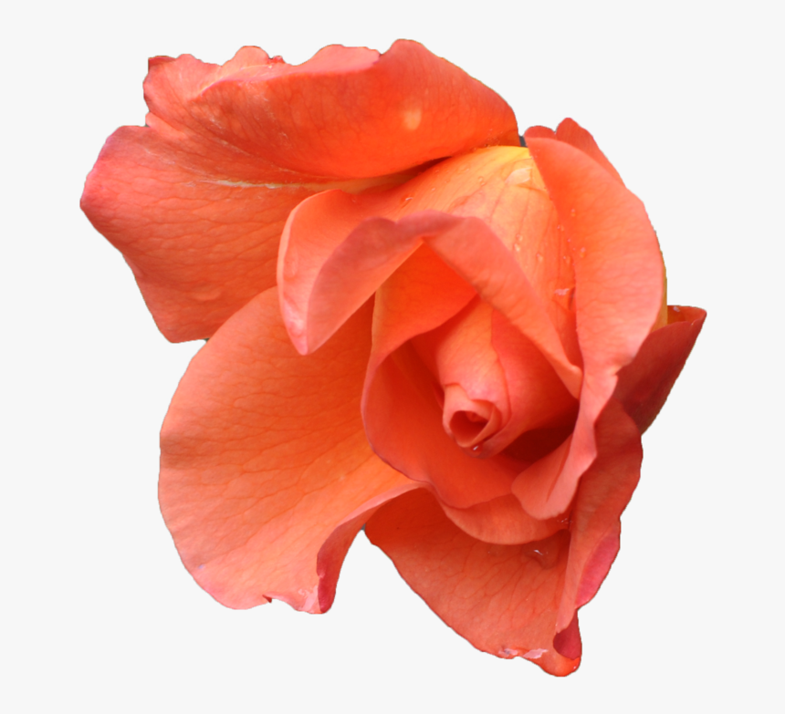 Pink Orange Flower Png, Transparent Png