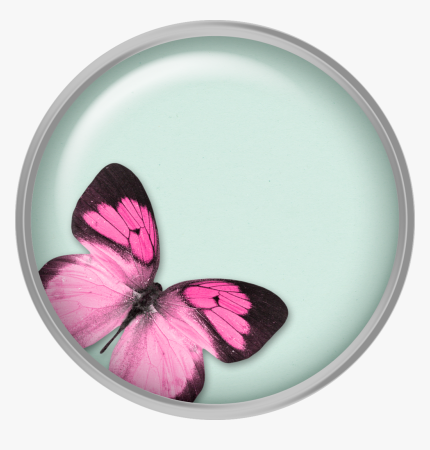 Butterfly, HD Png Download