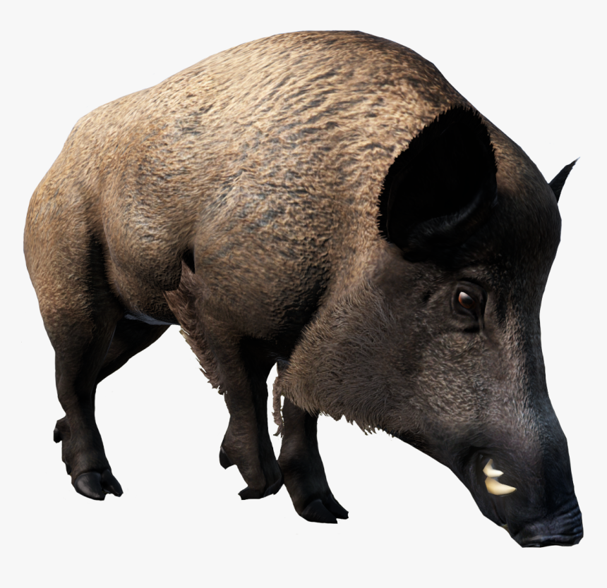 Boar - Domestic Pig, HD Png Download