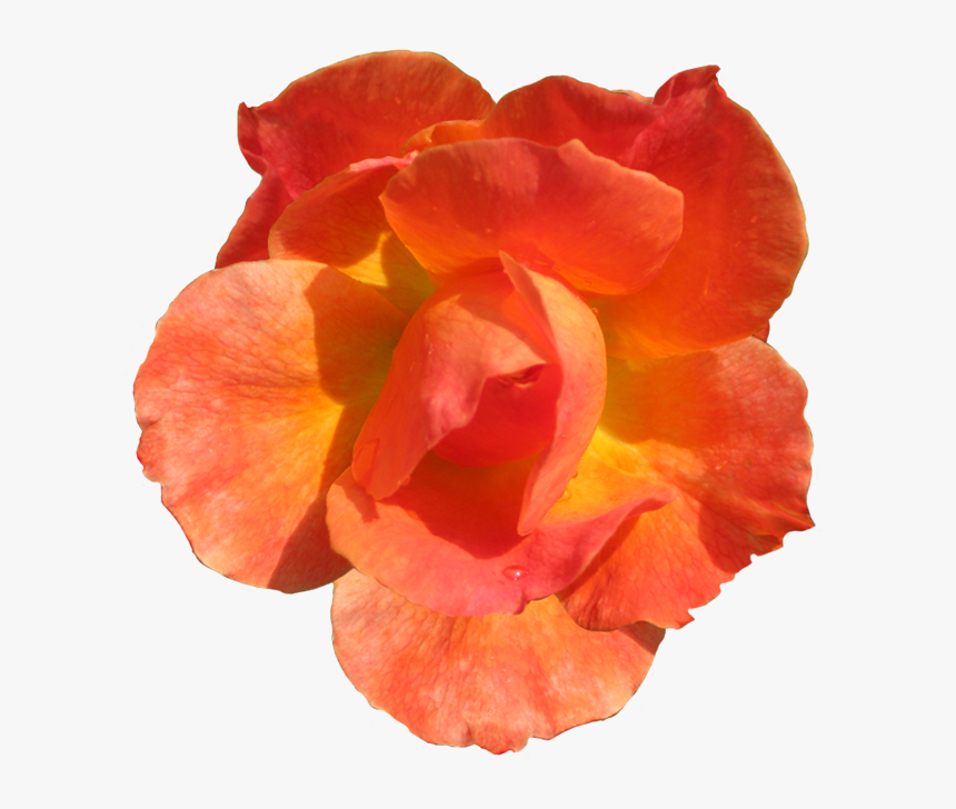 Clipart Flowers Orange - Orange Flower Cut Out, HD Png Download