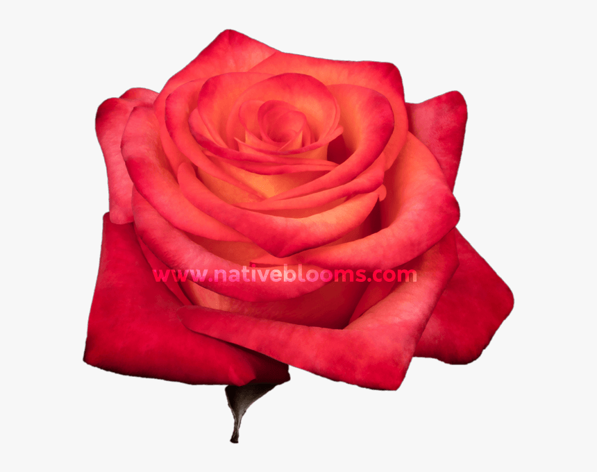 Garden Roses, HD Png Download