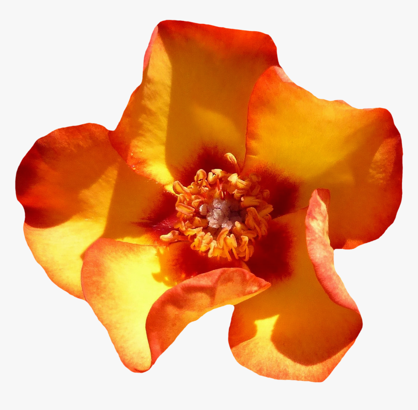 Yellow Rose Flower Top View Png Image - Rose, Transparent Png