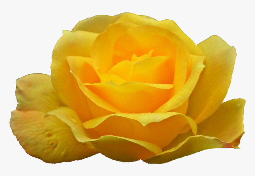 Garden Roses, HD Png Download