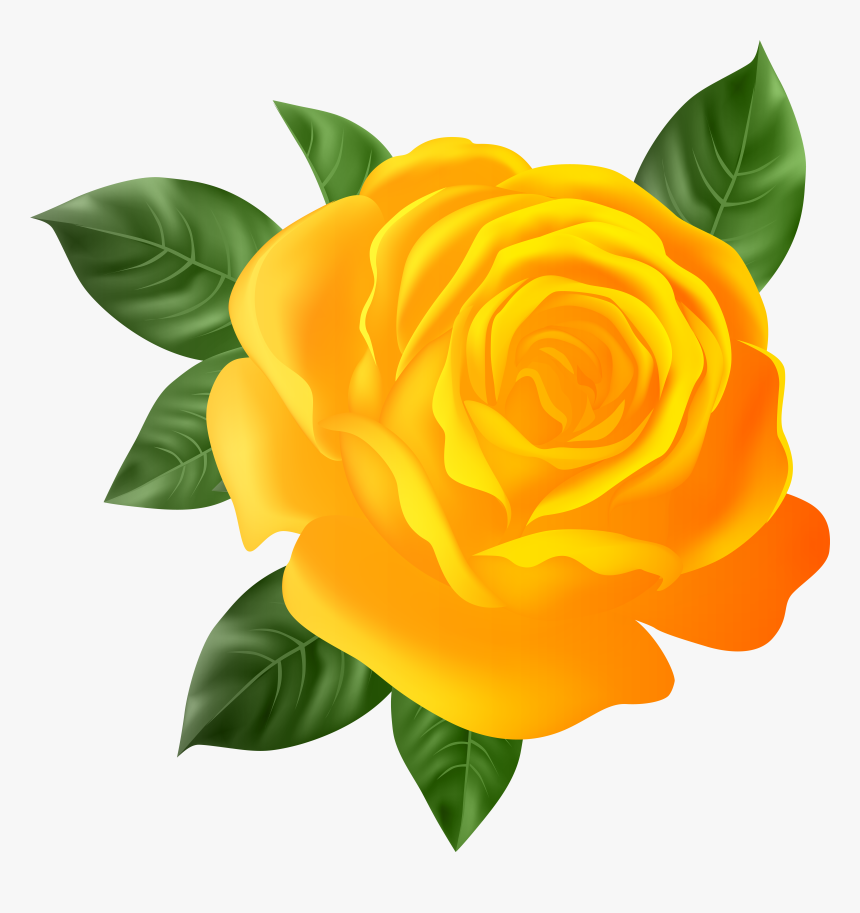 Transparent Orange Rose Png, Png Download