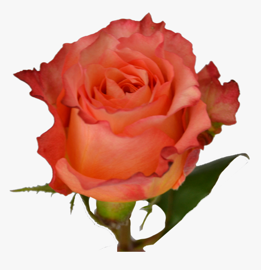Floribunda, HD Png Download