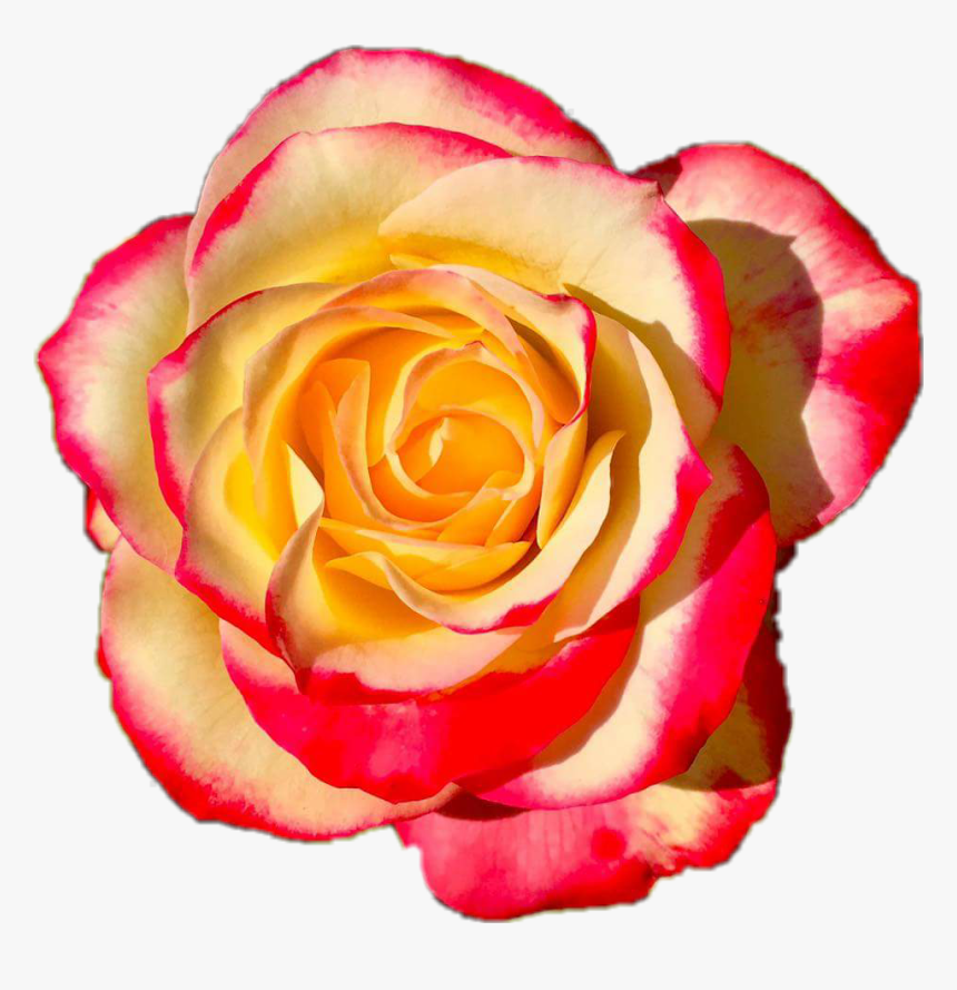 Orange Flower Crown Transparent - Orange Flower Crowns Transparent, HD Png Download