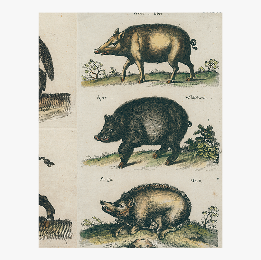 John Jonston, HD Png Download