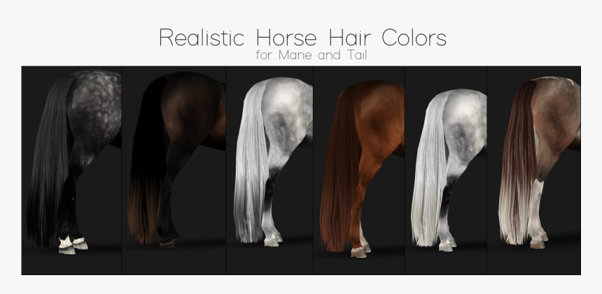 Transparent Horse Tail Png - Stallion, Png Download