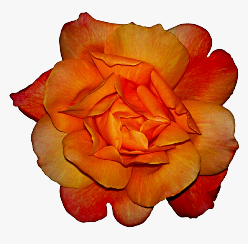 Hybrid Tea Rose, HD Png Download
