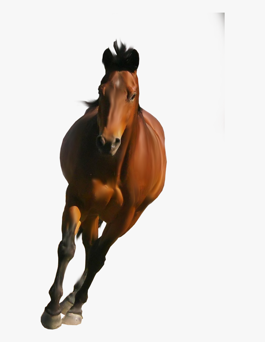 Stallion - Picsart Horse Png Hd, Transparent Png