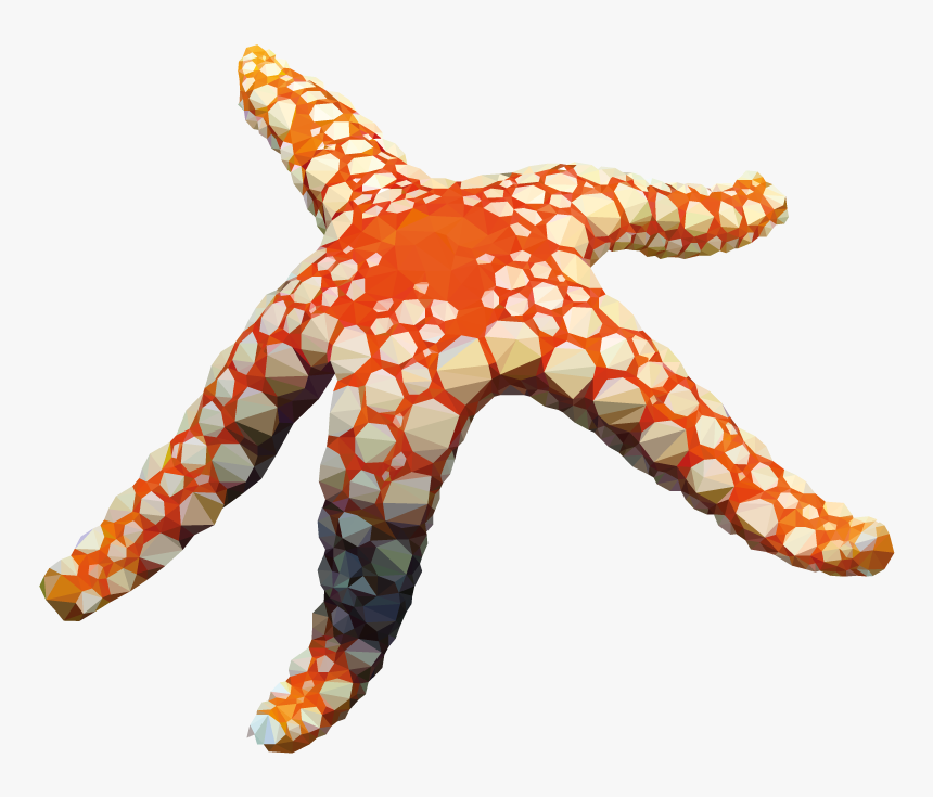 5407576856501ce4113fa561 Deep4 - Starfish, HD Png Download
