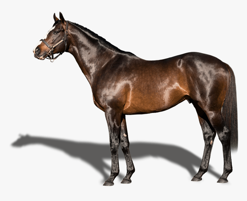 Stallion, HD Png Download