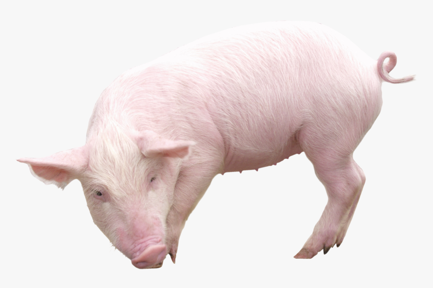 Big Pig Png, Transparent Png