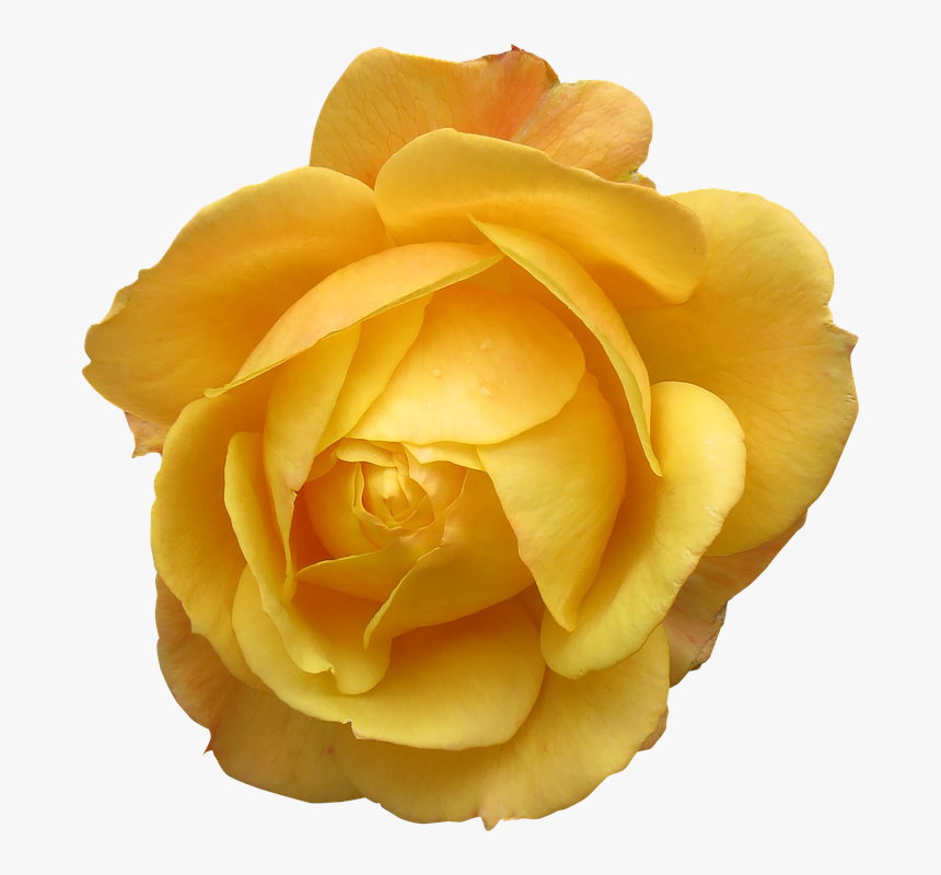 Rose Flower Isolated Png, Transparent Png