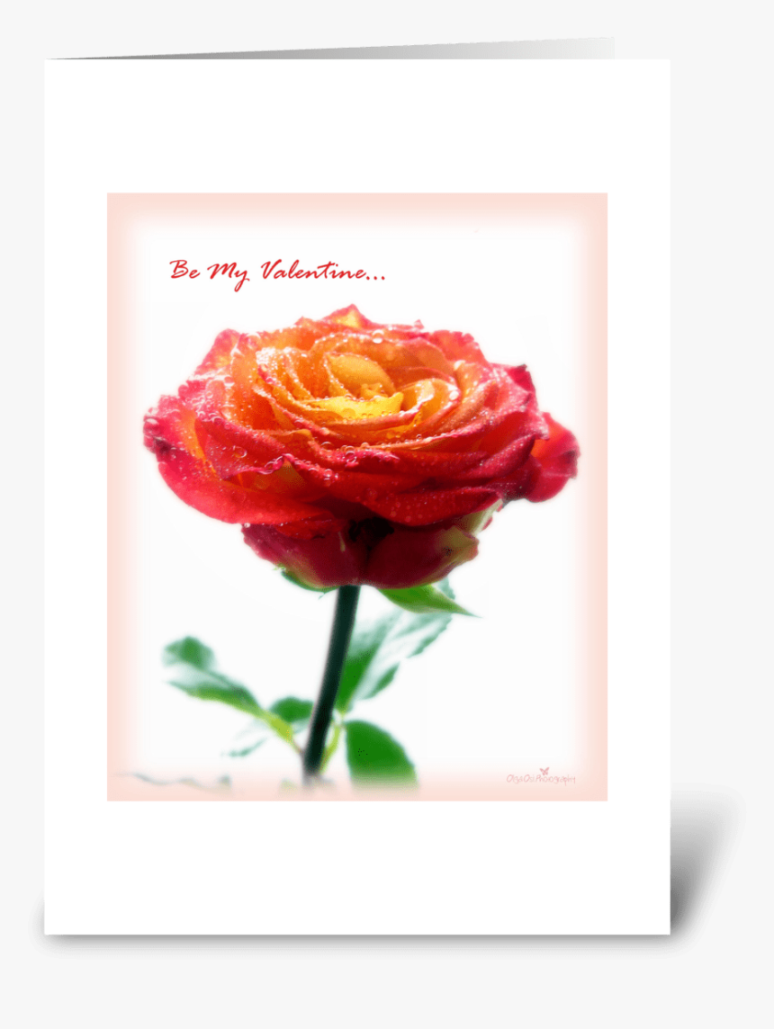 Orange Rose Greeting Card - Floribunda, HD Png Download