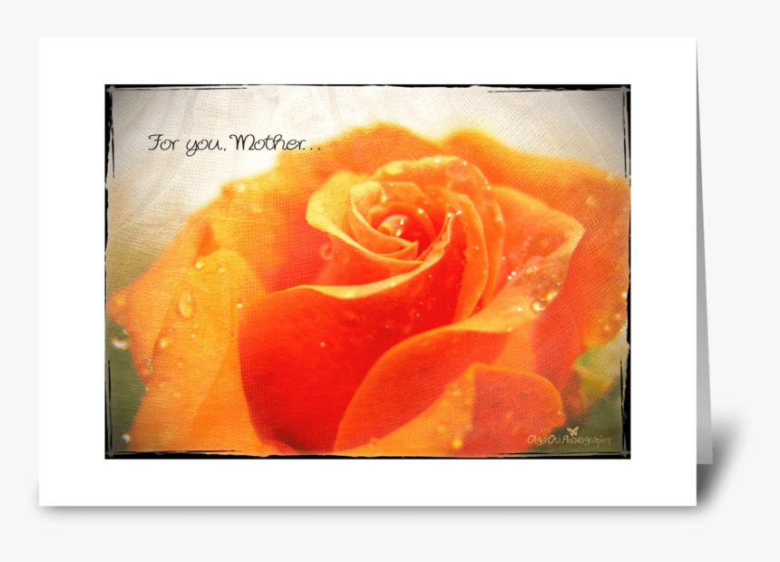 Orange Rose Greeting Card - Floribunda, HD Png Download