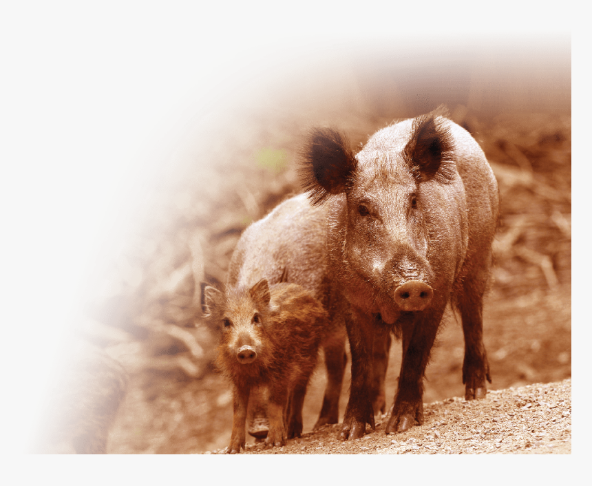 Warthog, HD Png Download