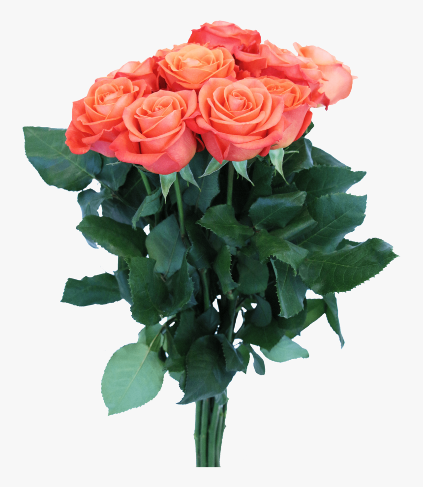 Garden Roses, HD Png Download