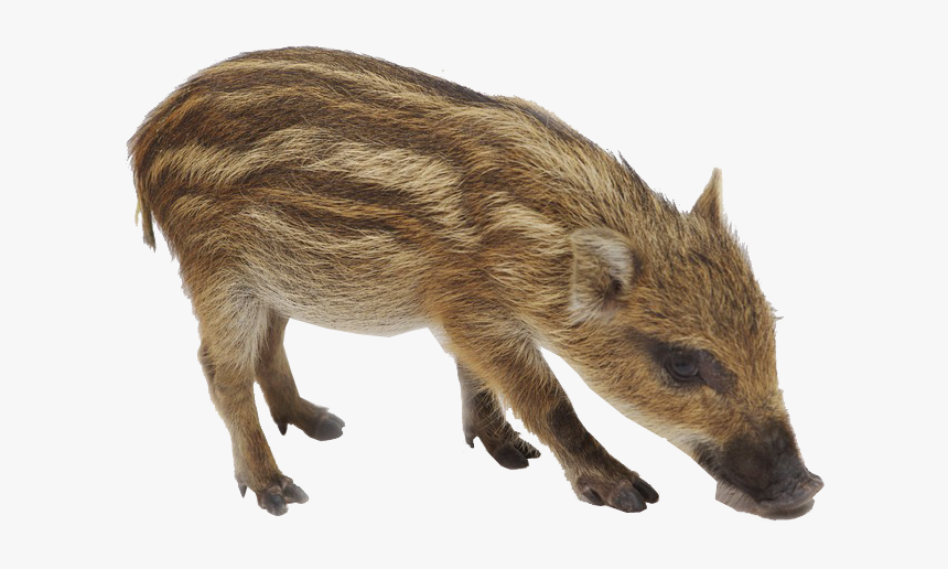 Boar Png, Transparent Png