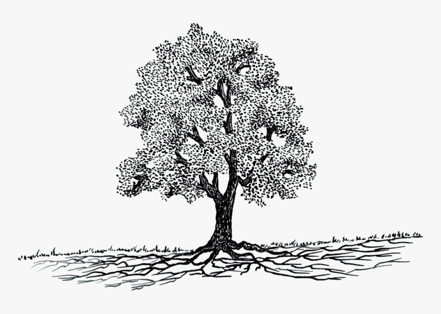 Transparent Tree Roots Png - Way And Tree Png, Png Download
