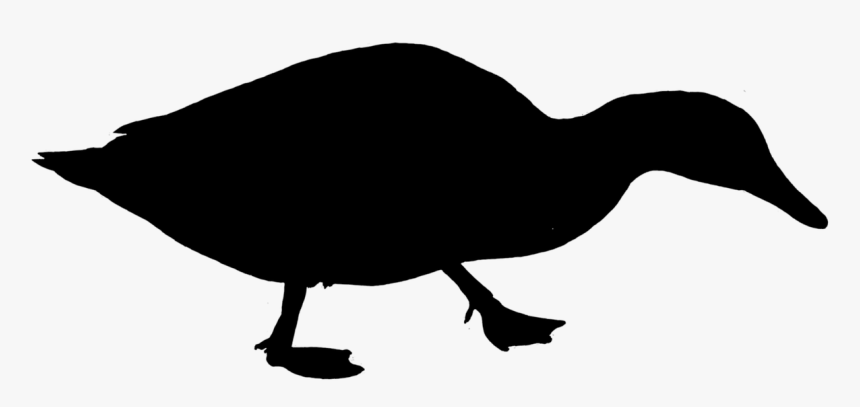 Duck Water Bird Silhouette Free Picture - Poultry, HD Png Download