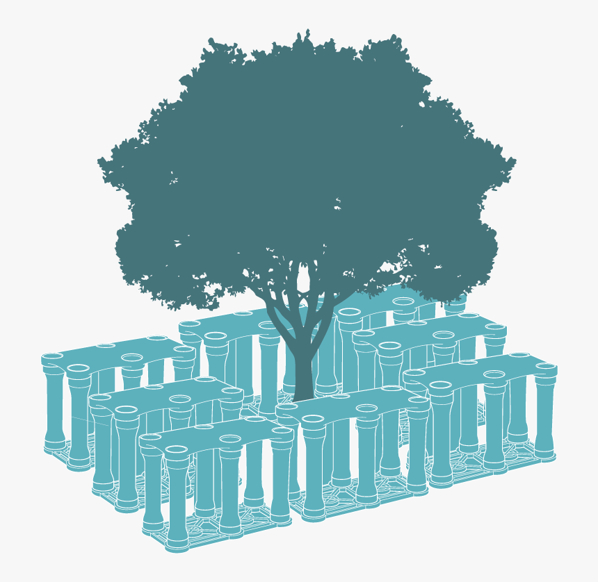 Oak, HD Png Download