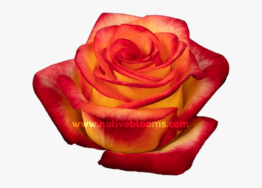 Image - Floribunda, HD Png Download