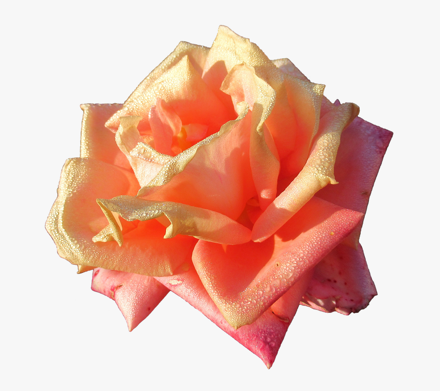 Autumn, Rose, Color - Garden Roses, HD Png Download