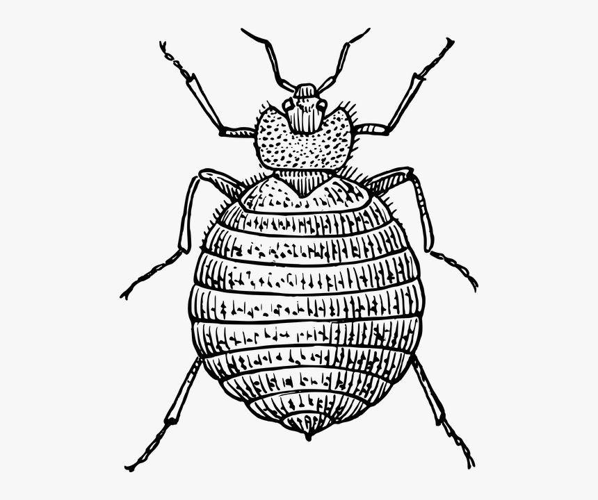 Bedbug Black And White, HD Png Download