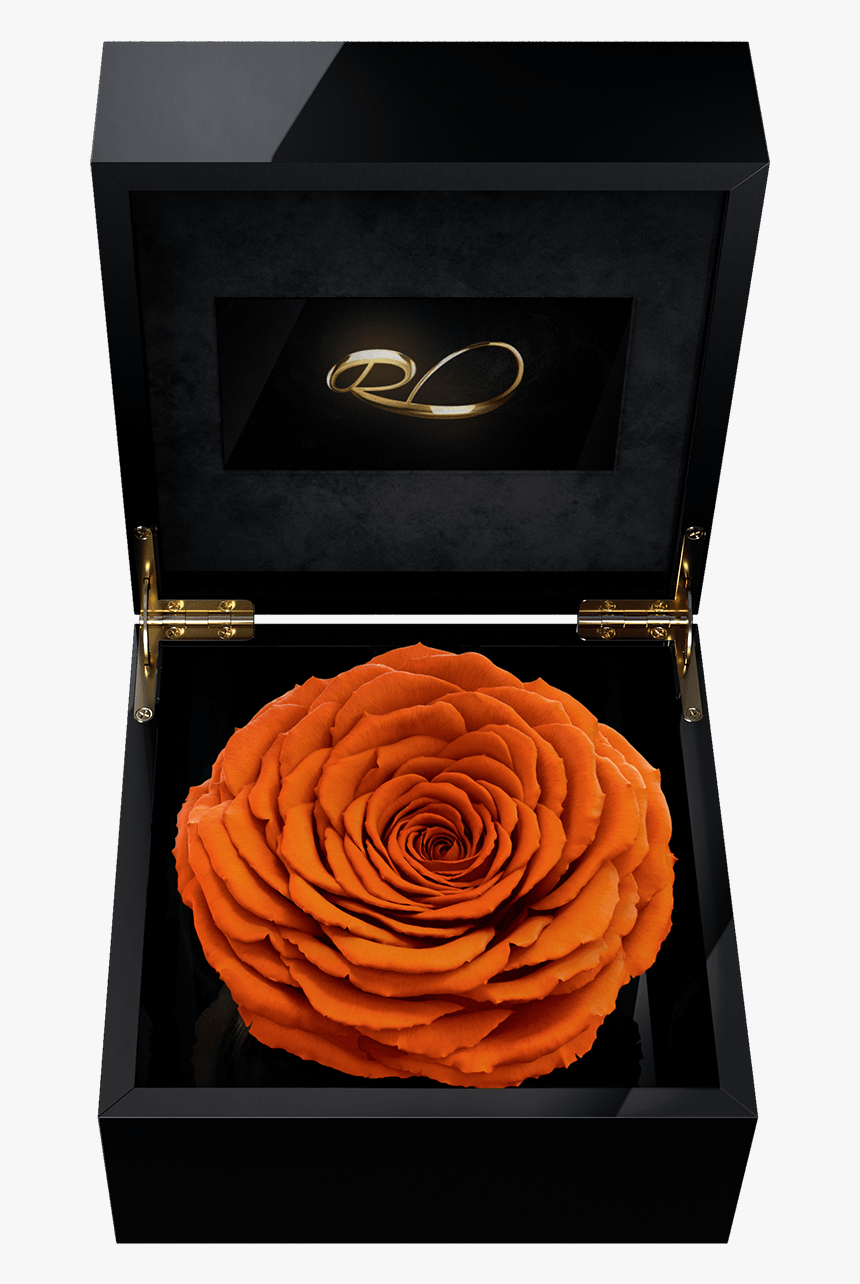 Luxury Video Flower Box Magna With A Xl Preserved Orange - Rose, HD Png Download