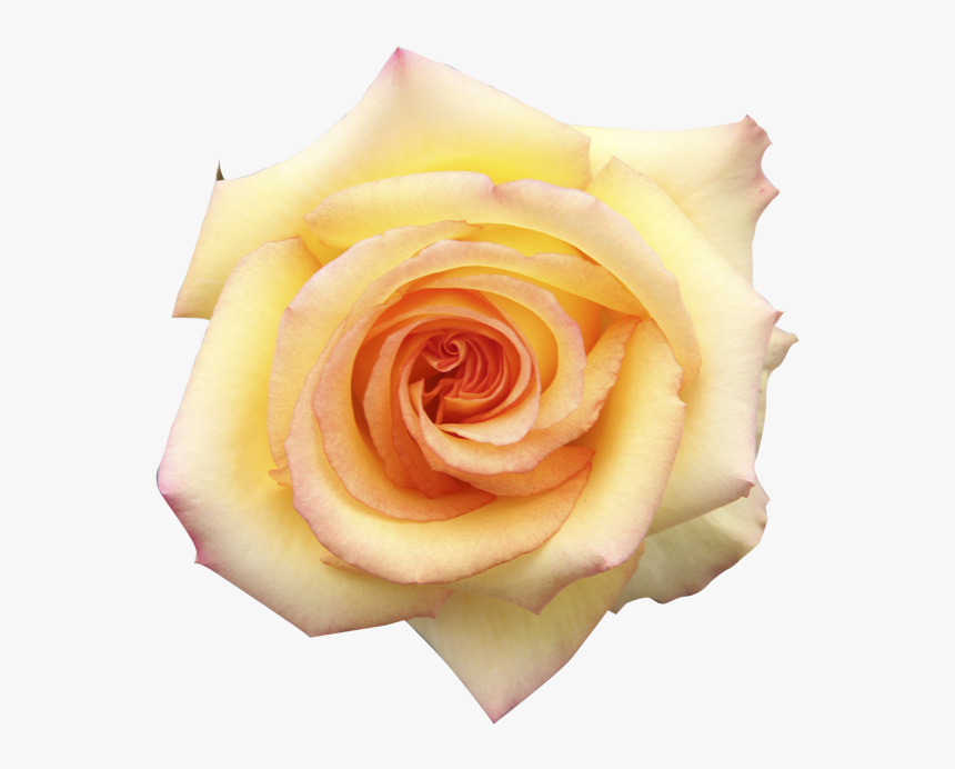 Garden Roses, HD Png Download