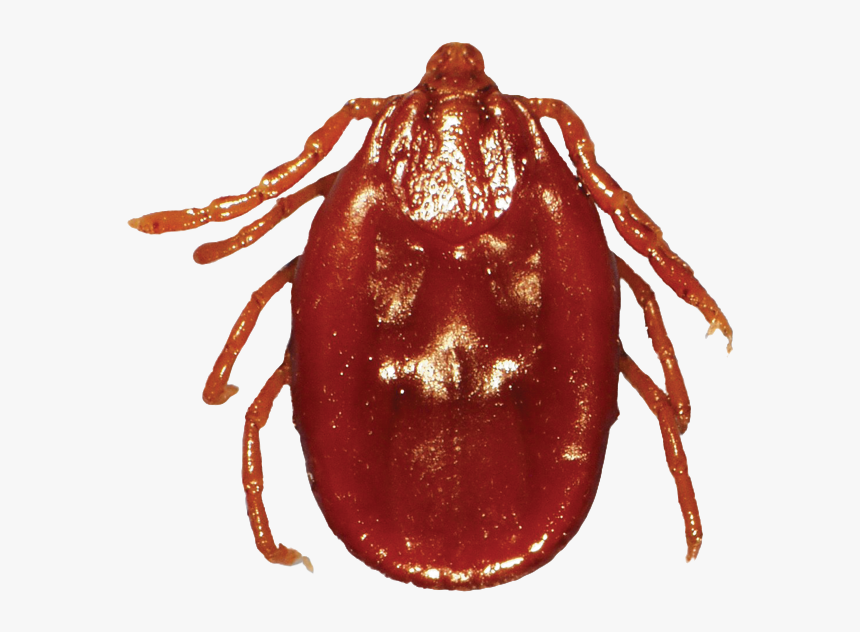 Vector Parasite Tick - Dog Tick Png, Transparent Png