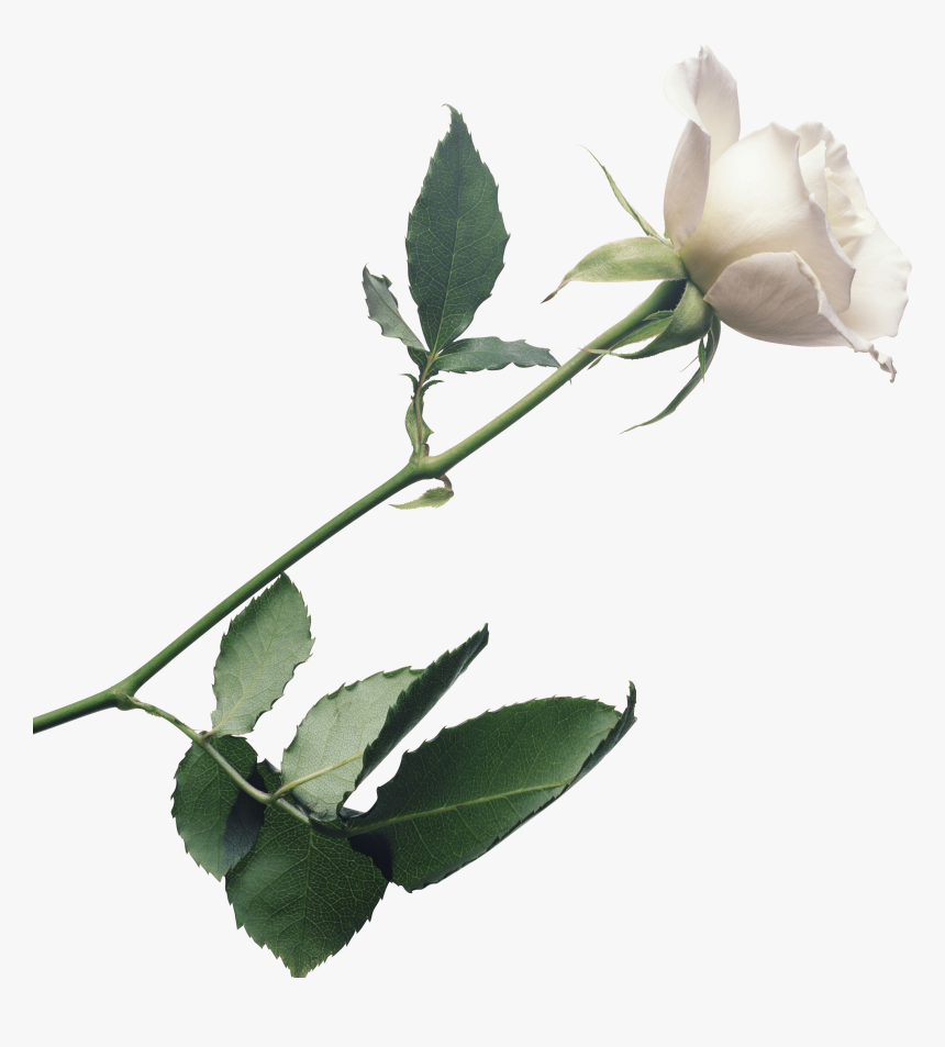 Flower,flowering Stem,rose Family - Transparent Background White Rose Png, Png Download