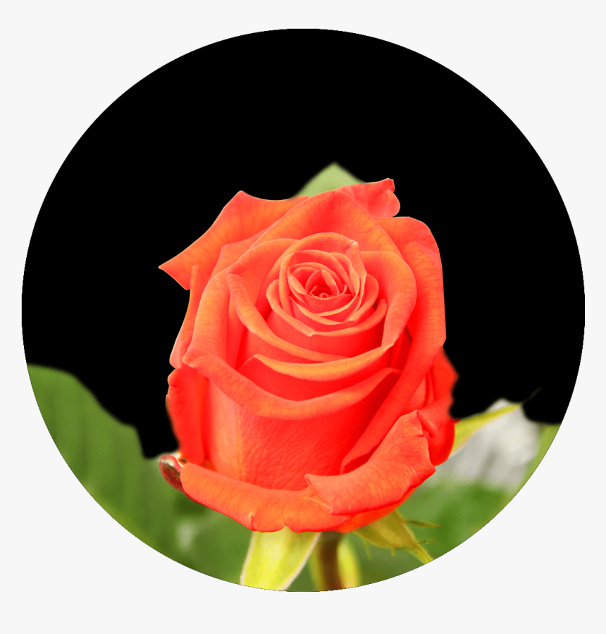 Floribunda, HD Png Download