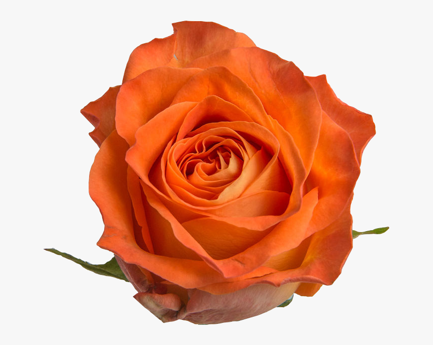 Floribunda, HD Png Download