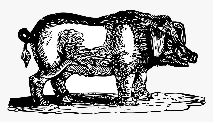 Pig Get Fed And Hogs Get Slaughtered, HD Png Download
