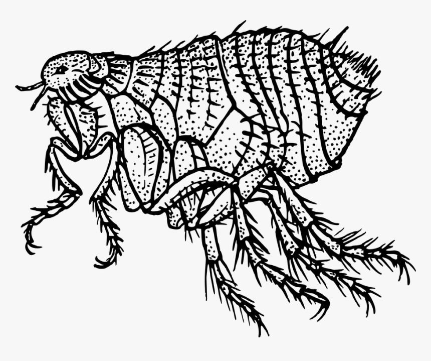 Animal, Flea, Insect, Parasite, Parasitic, Pest - Flea Black And White, HD Png Download