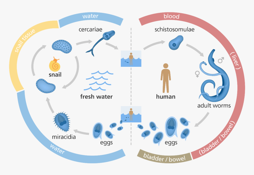 Illustration Showing The Life Cycle Of The Schistosome - Schistosome Life Cycle, HD Png Download