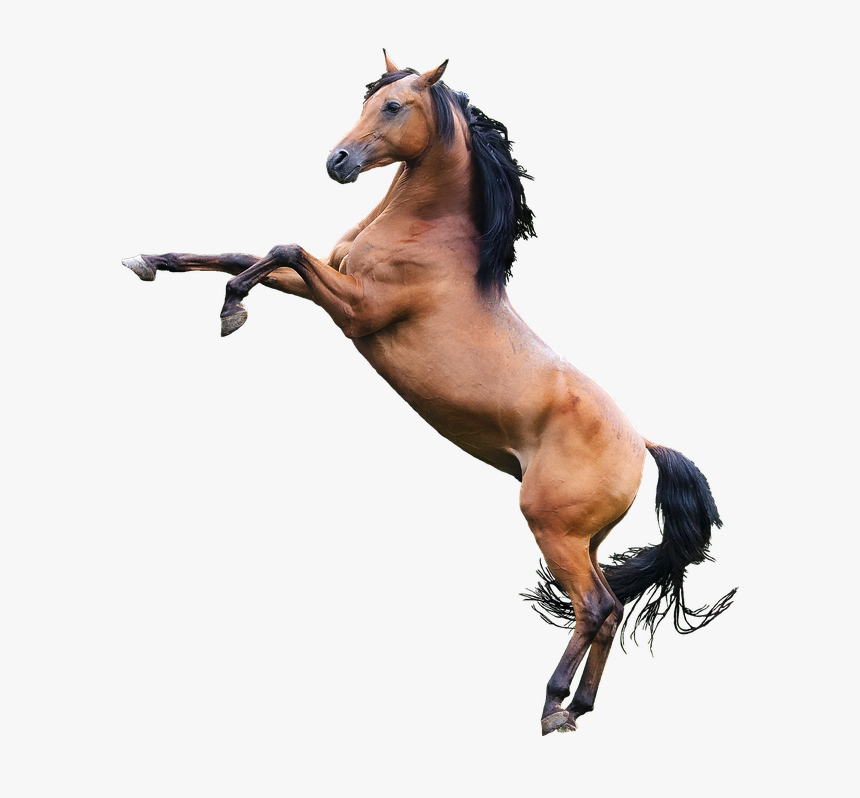 Transparent Caballo Clipart - Silhouette Unicorn, HD Png Download