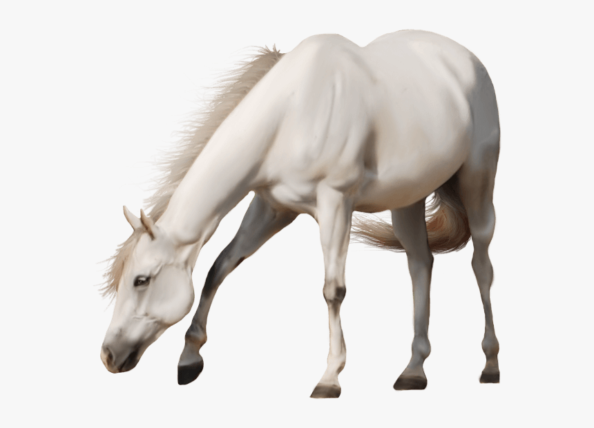 White Horse No Background, HD Png Download