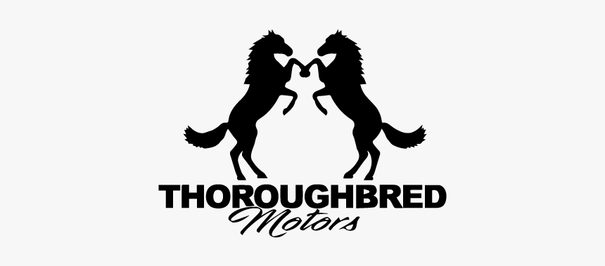 Thoroughbred Motors - Dog Catches Something, HD Png Download