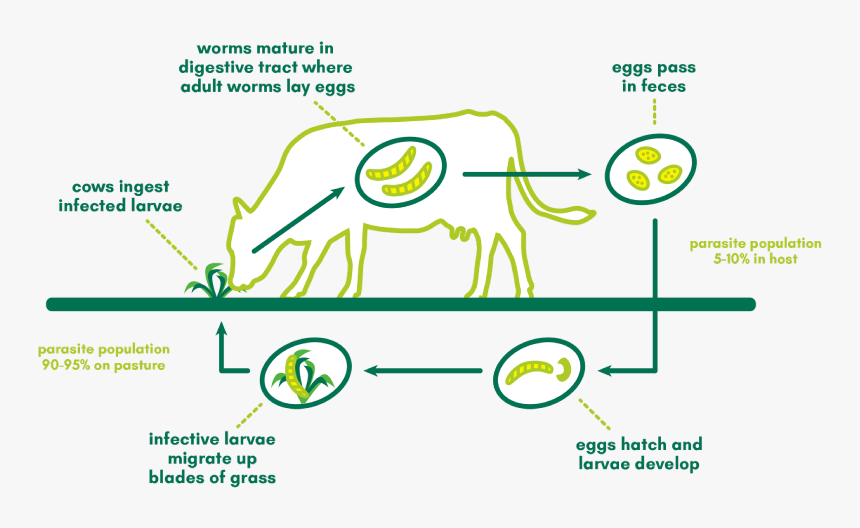 Diagram, HD Png Download