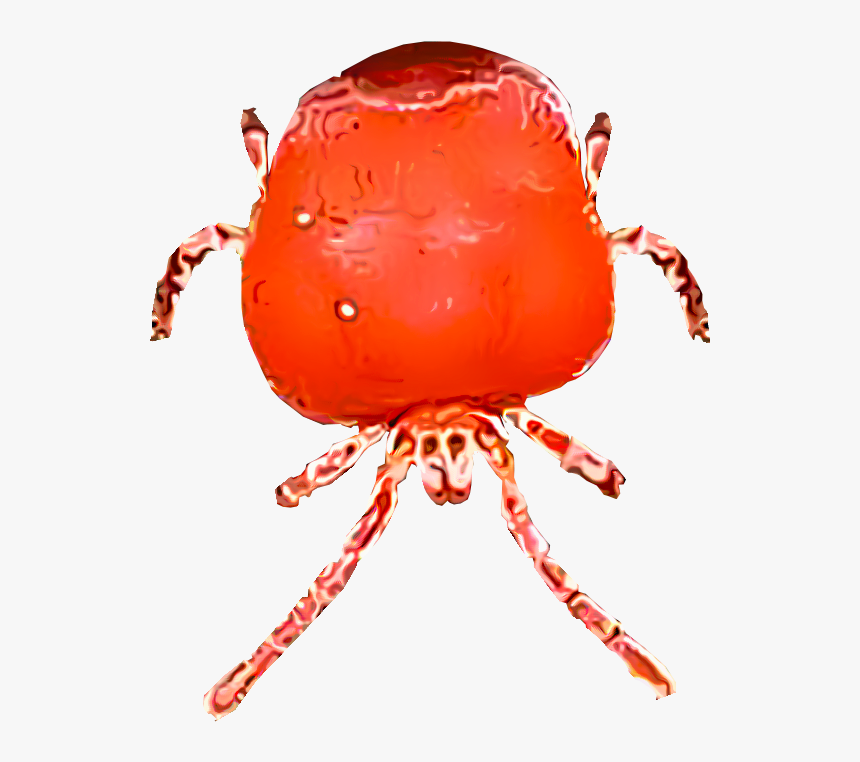 Chigger Illustration - Leaf Beetle, HD Png Download