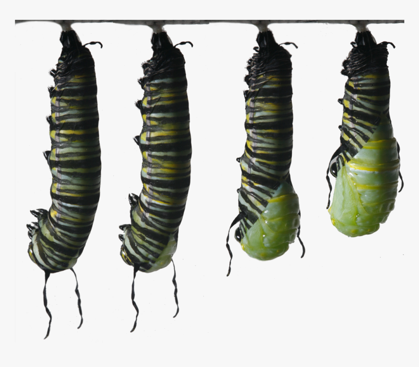 Becoming A Chrysalis - Butterfly Caterpillar Monarch I Ytimg, HD Png Download