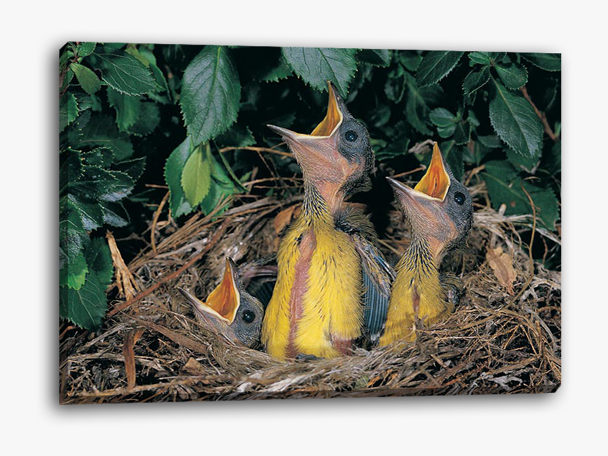 Transparent Baby Bird Png, Png Download